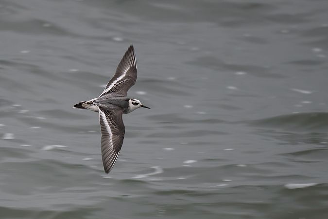 Phalarope à bec large  - Barbara Iliadis