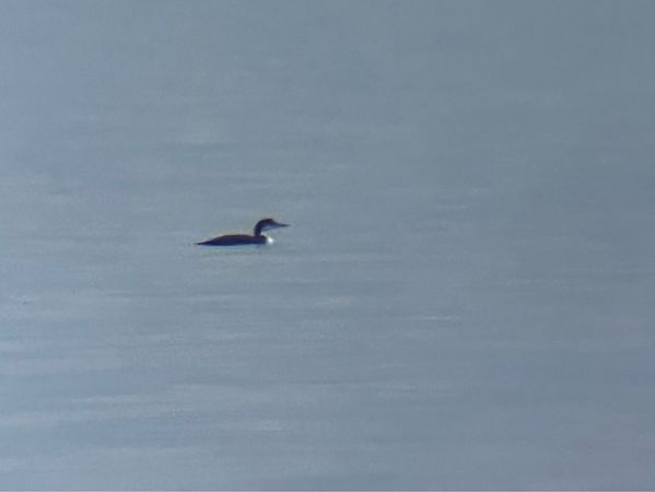 Eistaucher  - Paul Krüger