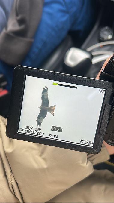 Nibbio reale  - Diego Rastelli