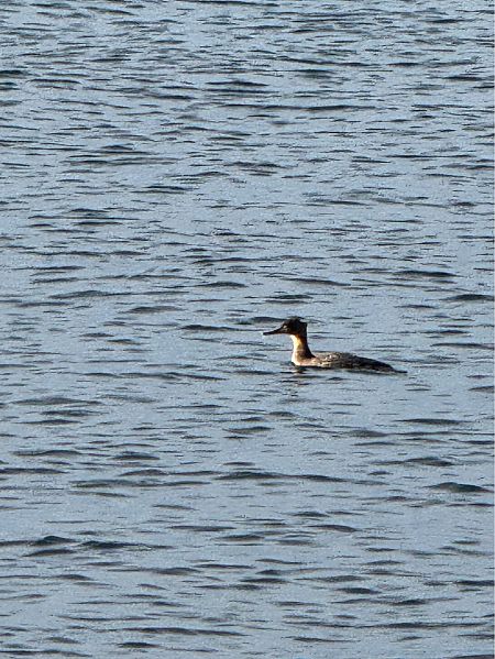 Smergo minore  - Andrea Benvenuti