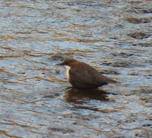 Merlo acquaiolo  - Enrico Carta