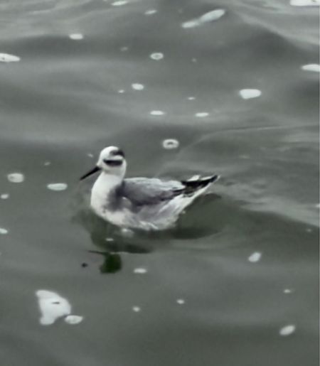 płatkonóg płaskodzioby  - Adam Szczepańczyk