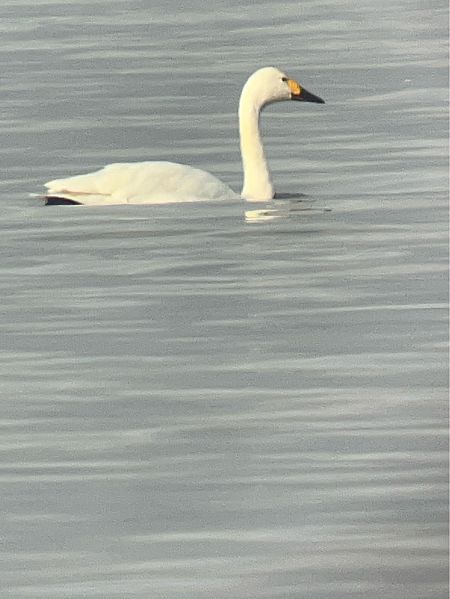 Cygne de Bewick  - Herta Mangeng