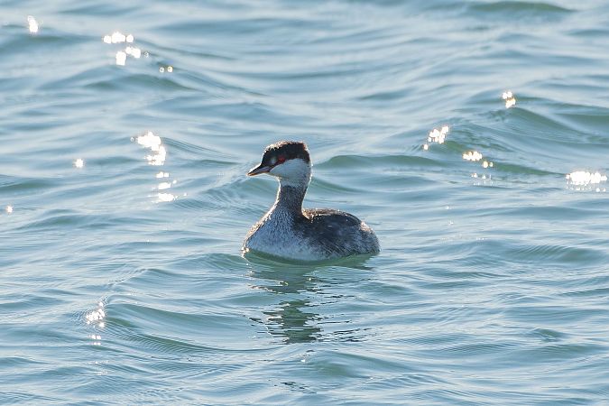 Svasso cornuto  - Fabio Damonte