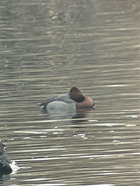 Hybride Fuligule milouin x nyroca  - Herta Mangeng