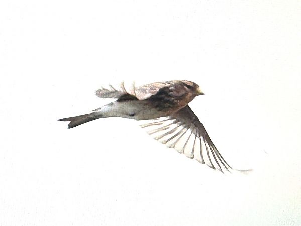 Berghänfling  - Jan Lennart Günther