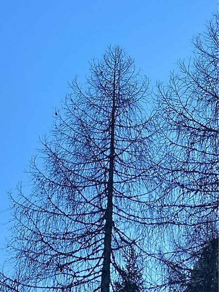 Crociere  - Lavinia Garibaldi (FVG)