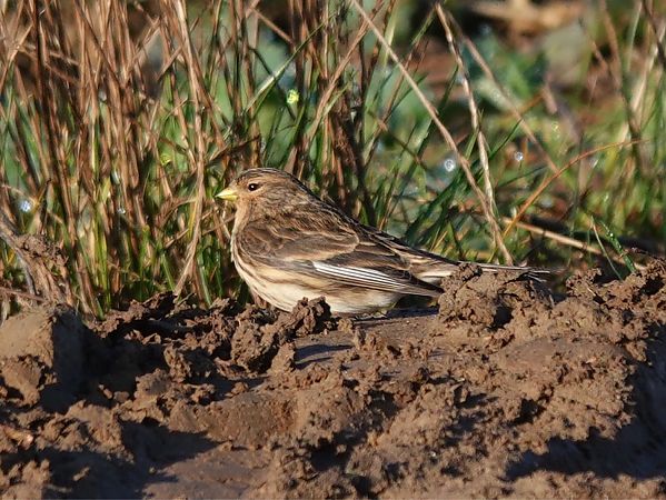 Berghänfling  - Mateusz Gutowski