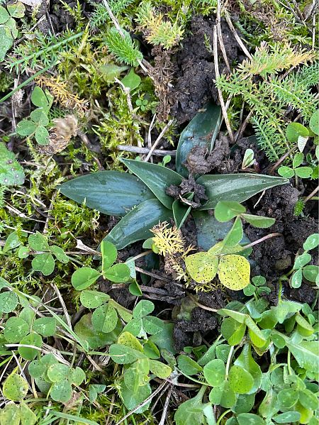 Spiranthes spiralis  - Olivier Guillemet