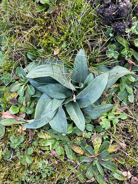 Ophrys apifera  - Olivier Guillemet