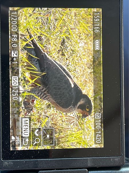 Falco pellegrino  - Helmut Frind