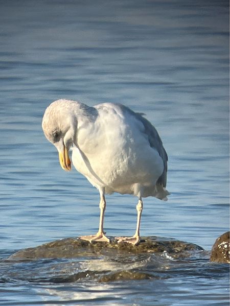 Hybride Goéland argenté x pontique  - Herta Mangeng