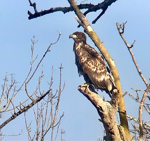 Àguila marina  - Ramon Prat Espelt