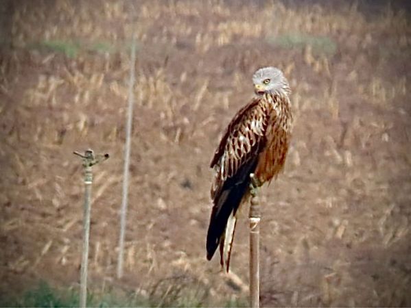 Milà reial  - Toni Leiva Sanchez