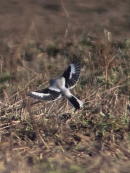 Pie-grièche grise  - Mateusz Gutowski