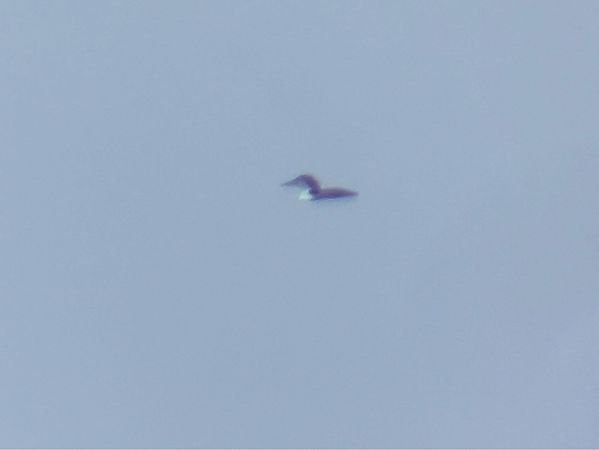 Eistaucher  - Paul Krüger