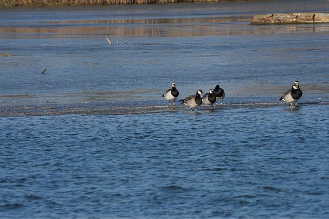 Bernache nonnette  - Christoph Kleinbruckner