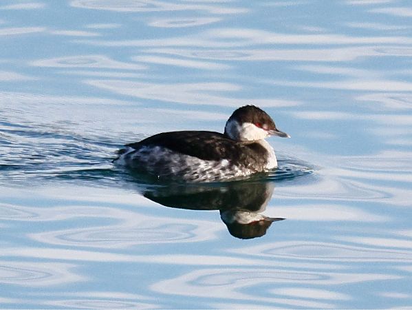 Grèbe esclavon  - Michael Hafner