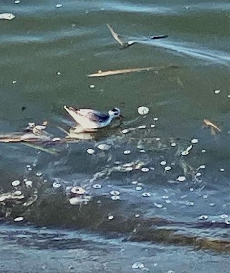 Phalarope à bec large  - Marcin Karetta