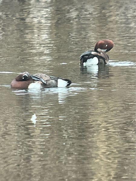 Fuligule nyroca  - Herta Mangeng