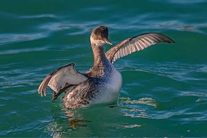 Svasso piccolo  - Fabio Damonte