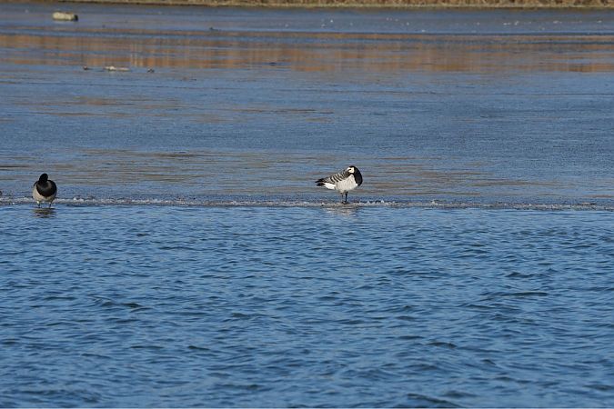 Bernache nonnette  - Christoph Kleinbruckner