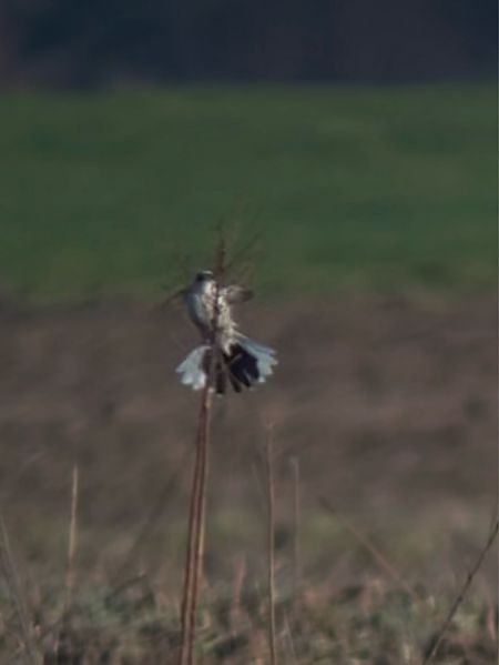 Pie-grièche grise  - Mateusz Gutowski