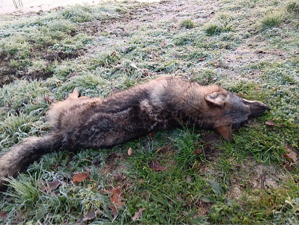 Lupo  - Giuseppe Bogliani