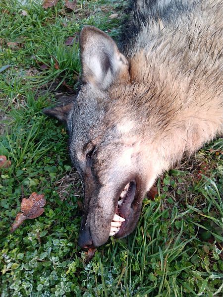 Lupo  - Giuseppe Bogliani