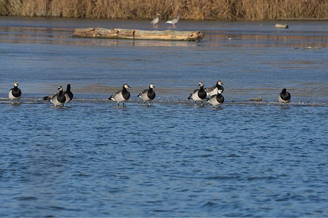 Bernache nonnette  - Christoph Kleinbruckner