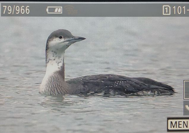 nur czarnoszyi  - Ryszard Dworak