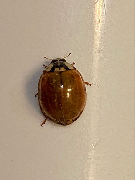 Harmonia axyridis  - Maria Rita Gelso