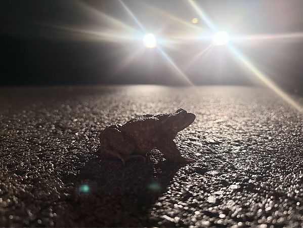 Gripau comú  - David Vilasís Boix