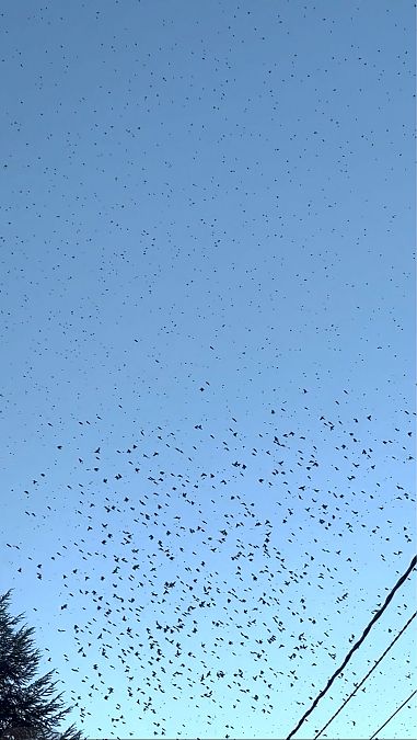 Peppola  - Daniela Casola