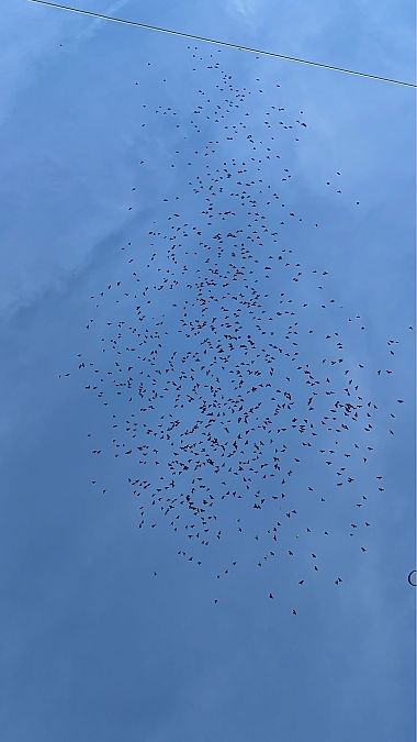 Gracchio alpino  - Florian Gasser