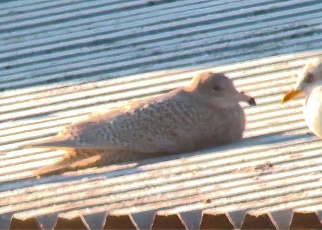 Eismöwe  - Świtała Tymon