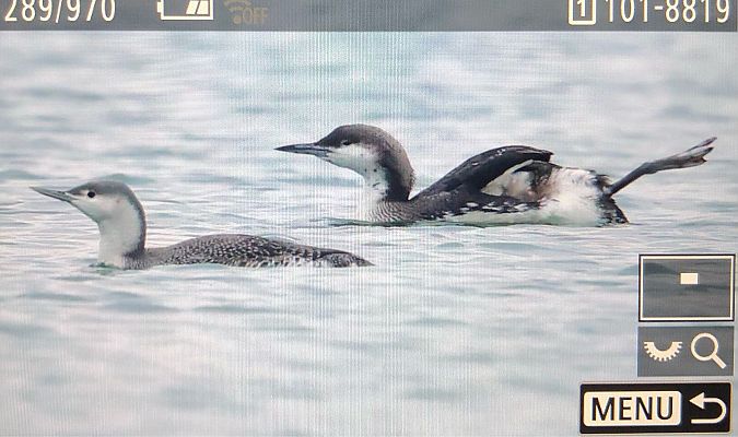 Plongeon catmarin  - Ryszard Dworak