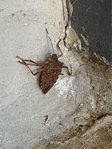 Cimice asiatica  - Maria Rita Gelso