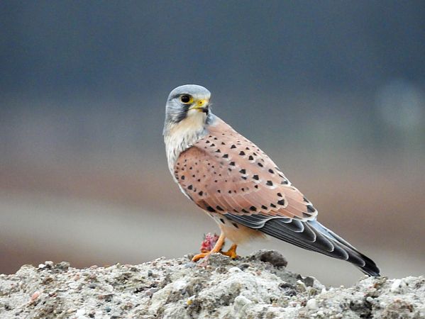 pustułka  - Marek Bebłot