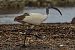 Ibis sacro (Threskiornis aethiopicus) © Vitantonio Altieri