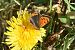 Small Copper (Lycaena phlaeas) © Purnendu Roy