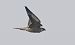 Falco pellegrino (Falco peregrinus) © Tommaso Bonora