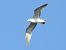 Gavina (Larus canus) © Emanuele Crepet
