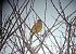 Zigolo giallo (Emberiza citrinella) © Davide Aldi