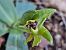 Ophrys massiliensis (Ophrys de Marseille) © Diane Raibaut