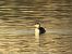 Grèbe jougris 