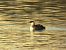 Grèbe jougris 