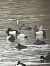 Hybride Fuligule milouin x nyroca  - Herta Mangeng