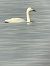 Cygne de Bewick  - Herta Mangeng