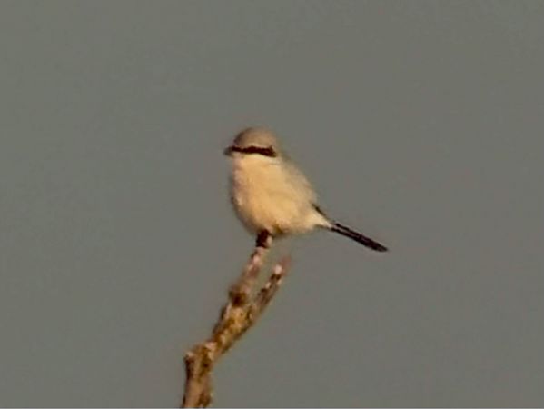 Pie-grièche grise  - Frank Schick